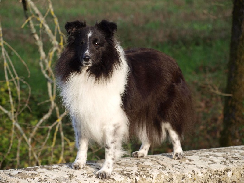 Fénix sans feux du Clan Castelau