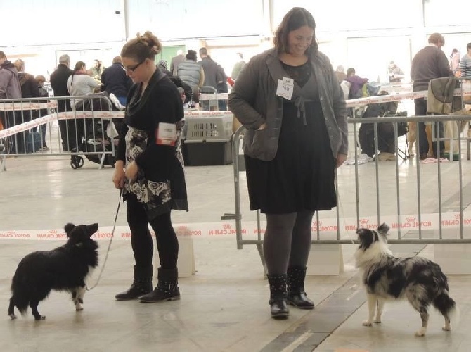 du Clan Castelau - Expo de Niort - 15 février 2015