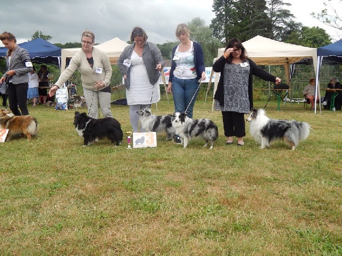 du Clan Castelau - Nationale des Shetland 2015