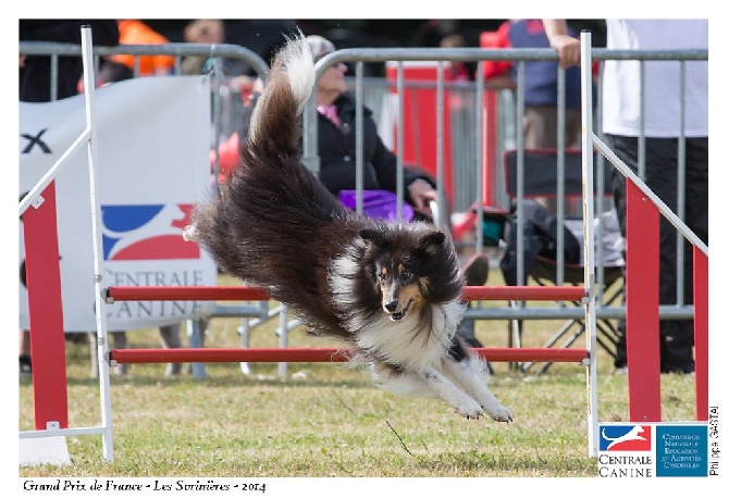 du Clan Castelau - Finale du Grand Prix de France Agility