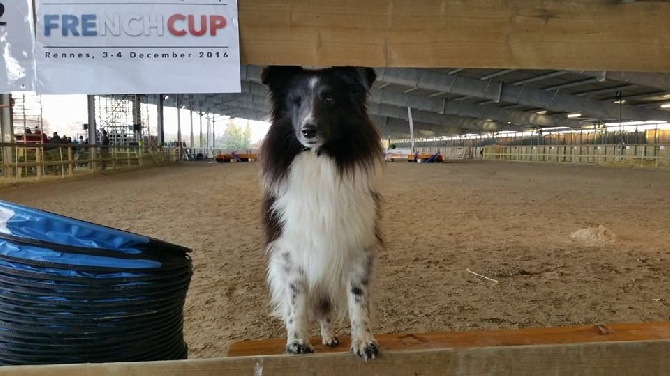 du Clan Castelau - International Agility French Cup