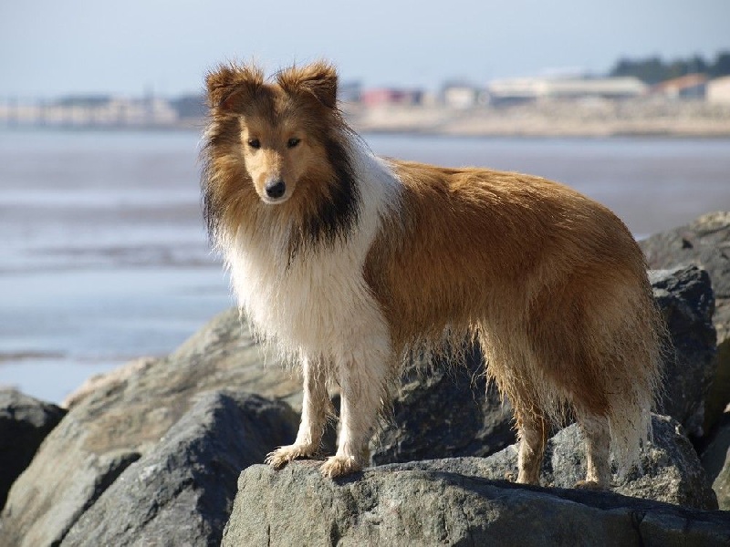 CH. Houf une blonde De chiroulet