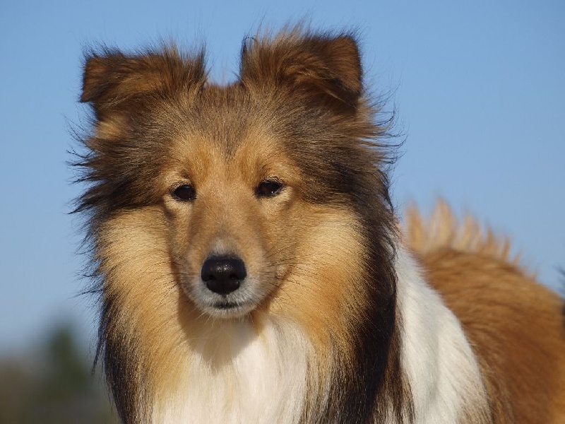 CH. Houf une blonde De chiroulet