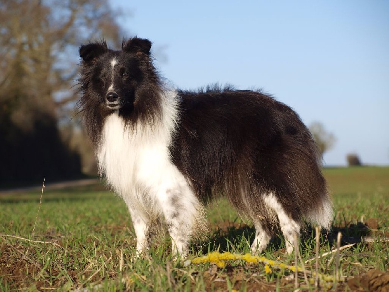 Fénix sans feux du Clan Castelau