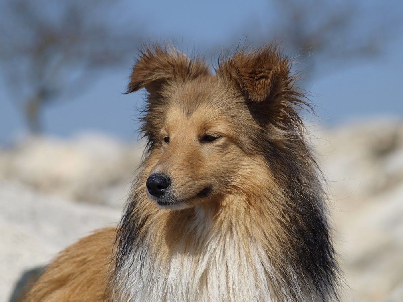 CH. Houf une blonde De chiroulet