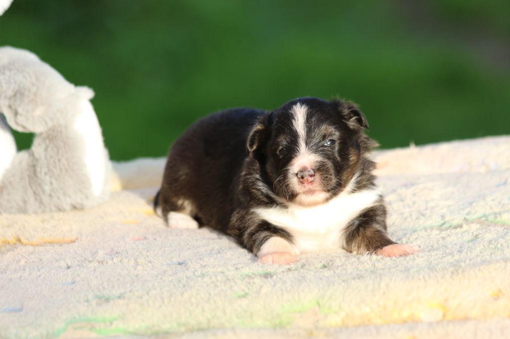 du Clan Castelau - Chiot disponible  - Shetland Sheepdog