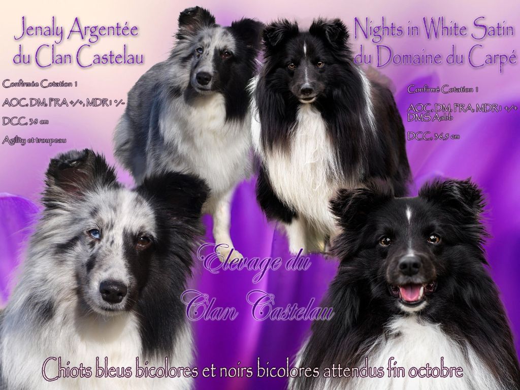 chiot Shetland Sheepdog du Clan Castelau