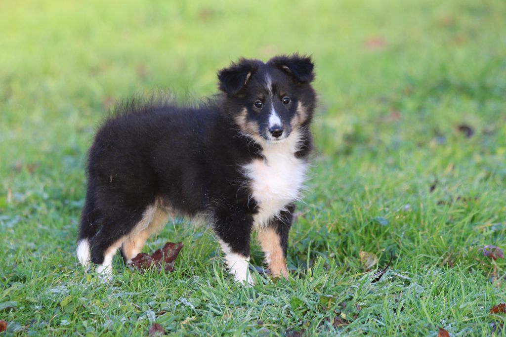 du Clan Castelau - Chiot disponible  - Shetland Sheepdog