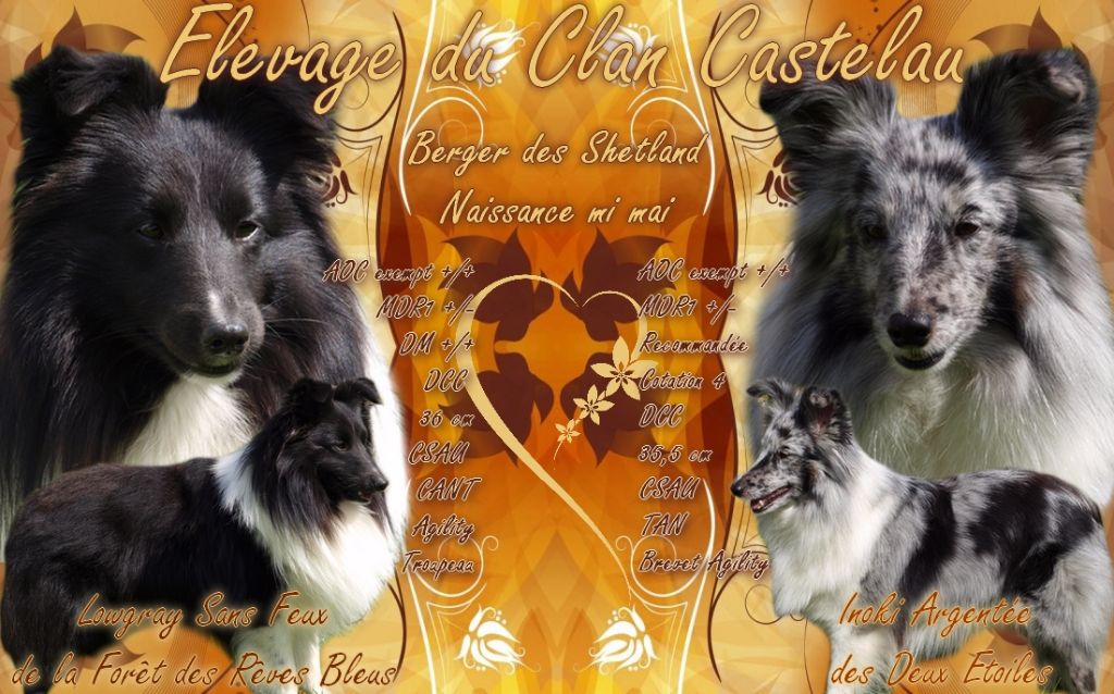 du Clan Castelau - Shetland Sheepdog - Portée née le 17/05/2017