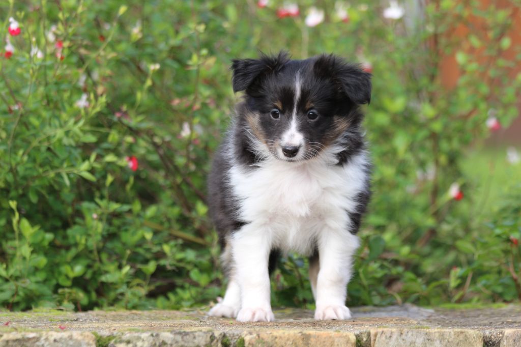 du Clan Castelau - Chiot disponible  - Shetland Sheepdog