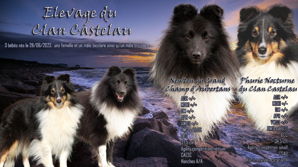 chiot Shetland Sheepdog du Clan Castelau