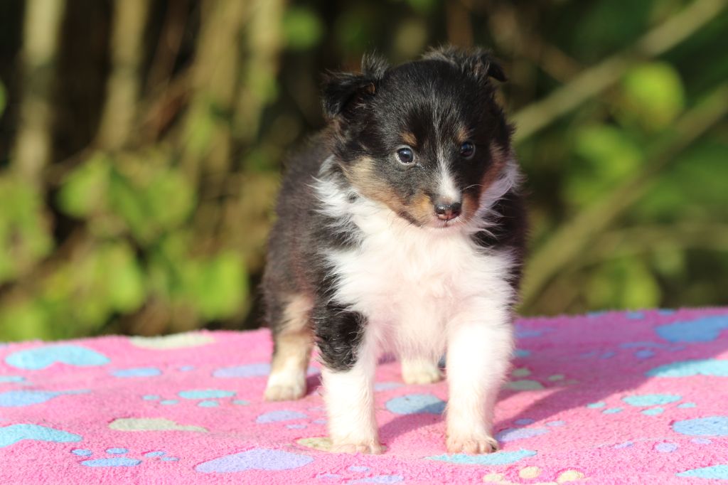 du Clan Castelau - Chiot disponible  - Shetland Sheepdog