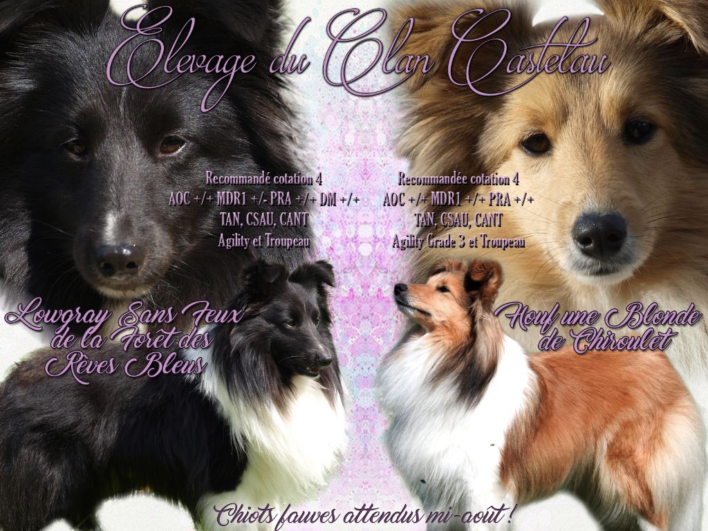 chiot Shetland Sheepdog du Clan Castelau