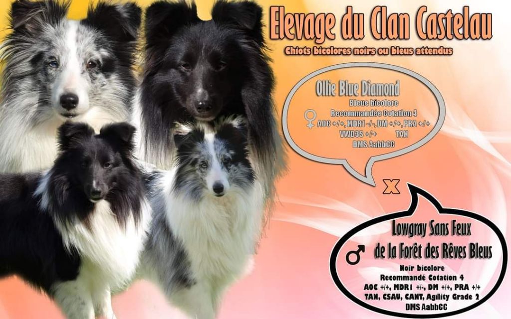 chiot Shetland Sheepdog du Clan Castelau