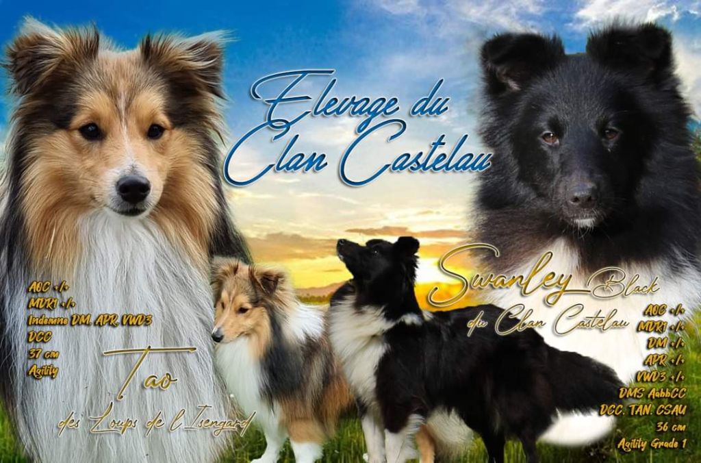 chiot Shetland Sheepdog du Clan Castelau