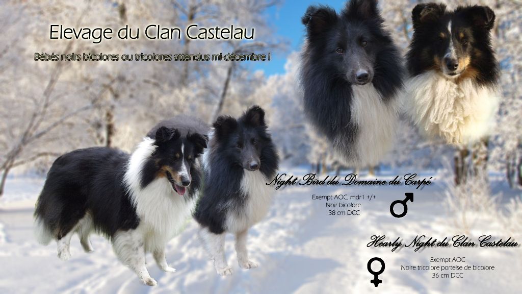 du Clan Castelau - Shetland Sheepdog - Portée née le 18/12/2019