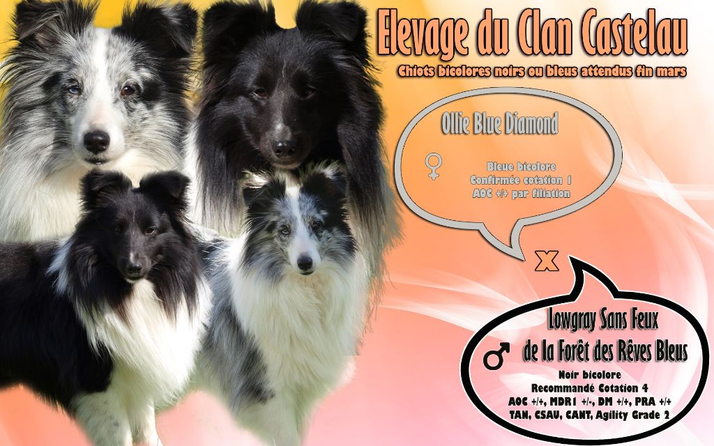 du Clan Castelau - Shetland Sheepdog - Portée née le 18/03/2020