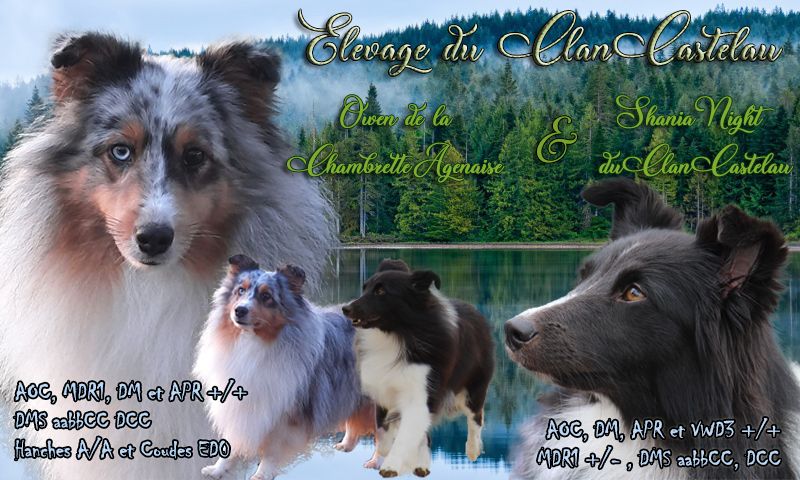 chiot Shetland Sheepdog du Clan Castelau