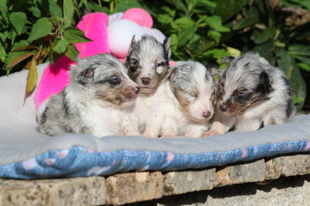 chiot Shetland Sheepdog du Clan Castelau