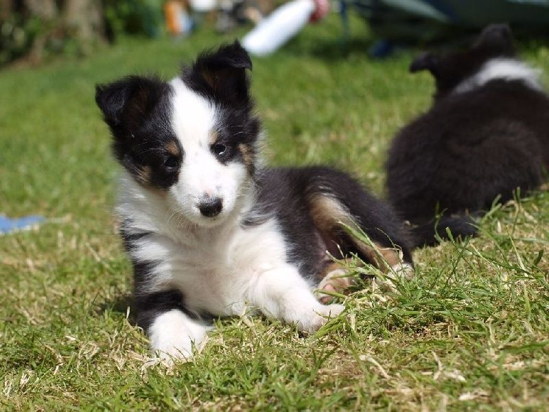 du Clan Castelau - Shetland Sheepdog - Portée née le 08/03/2016