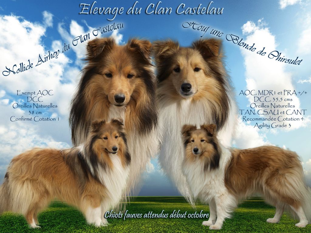 du Clan Castelau - Shetland Sheepdog - Portée née le 04/10/2019