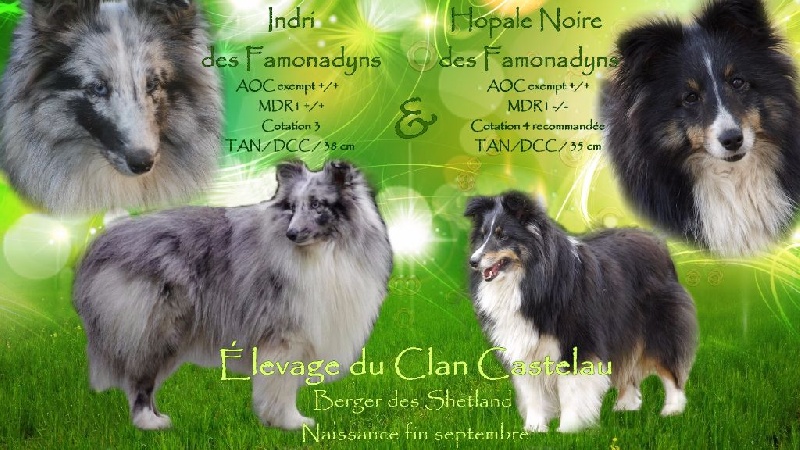du Clan Castelau - Shetland Sheepdog - Portée née le 28/09/2016