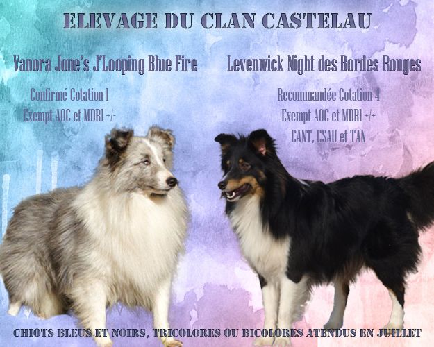 chiot Shetland Sheepdog du Clan Castelau