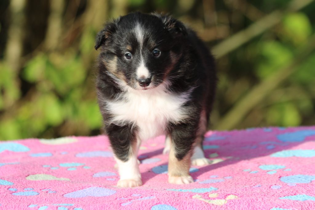 du Clan Castelau - Chiot disponible  - Shetland Sheepdog