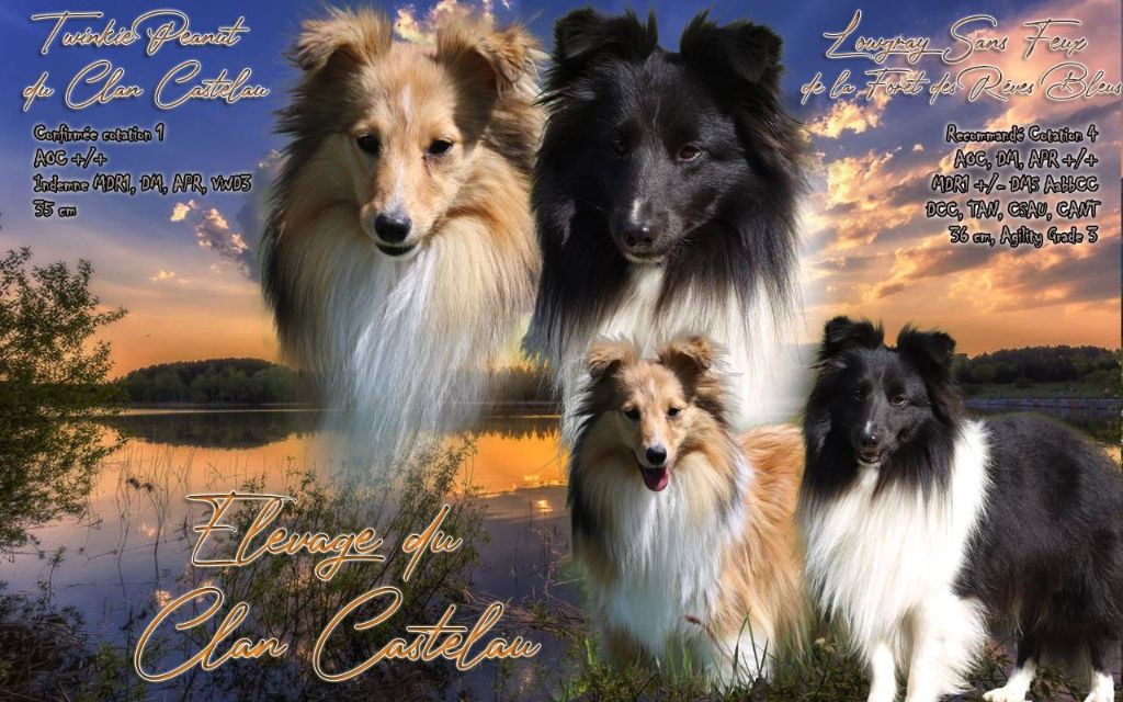 du Clan Castelau - Chiot disponible  - Shetland Sheepdog