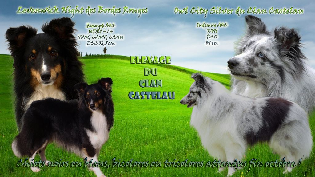 du Clan Castelau - Shetland Sheepdog - Portée née le 23/10/2019