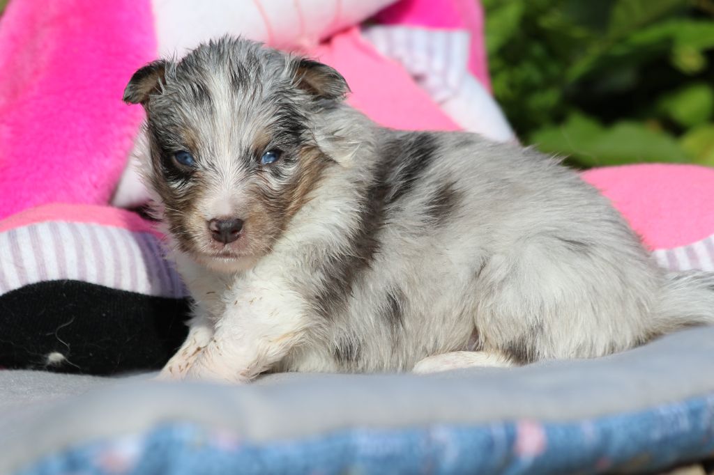 du Clan Castelau - Chiot disponible  - Shetland Sheepdog