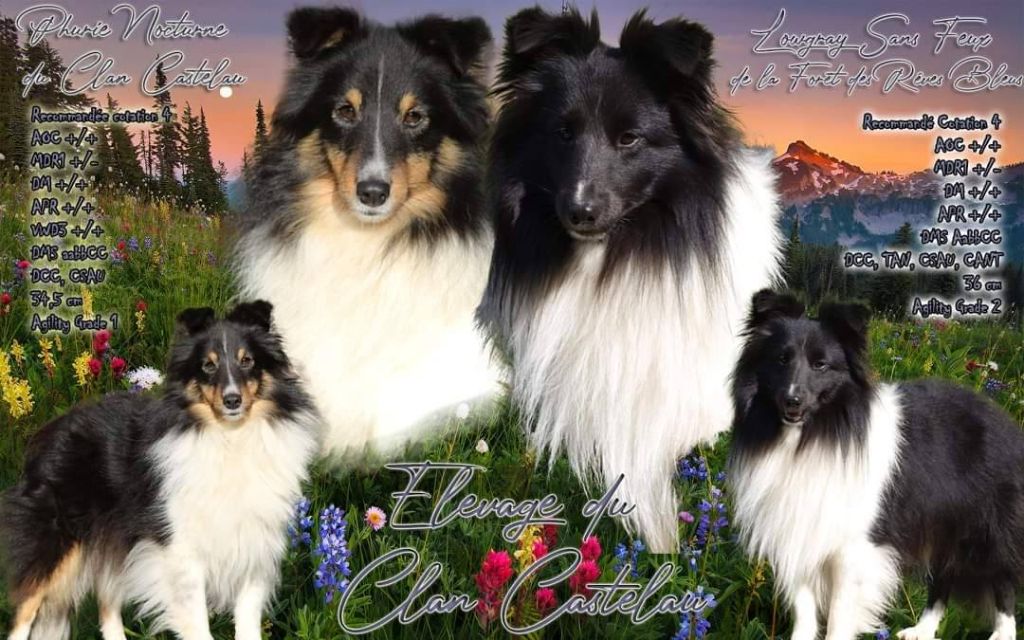 chiot Shetland Sheepdog du Clan Castelau