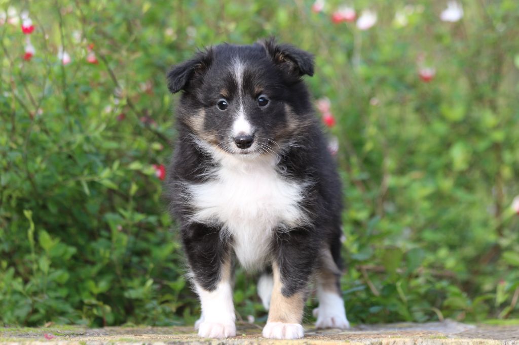 du Clan Castelau - Chiot disponible  - Shetland Sheepdog