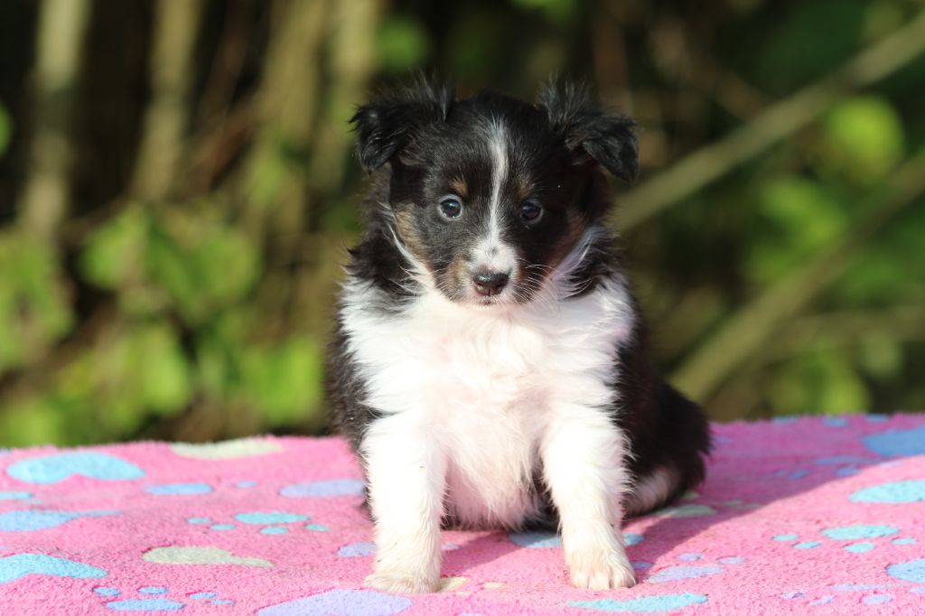 du Clan Castelau - Chiot disponible  - Shetland Sheepdog