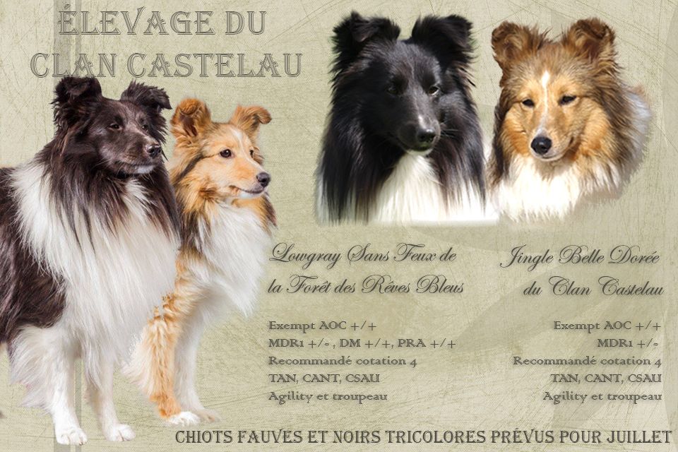 du Clan Castelau - Shetland Sheepdog - Portée née le 08/07/2018