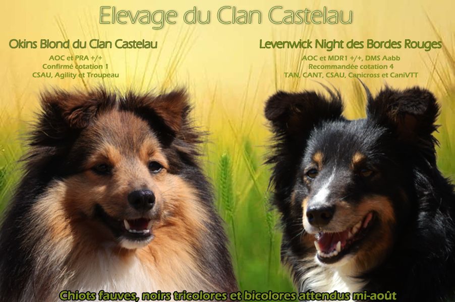 du Clan Castelau - Shetland Sheepdog - Portée née le 14/08/2021