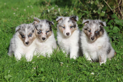 du Clan Castelau - Shetland Sheepdog - Portée née le 21/08/2024