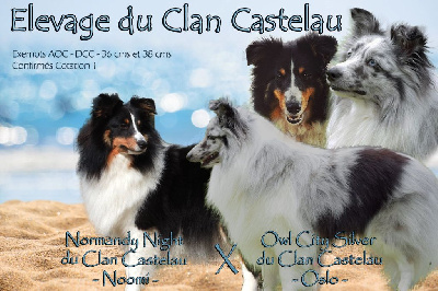 du Clan Castelau - Shetland Sheepdog - Portée née le 20/08/2022