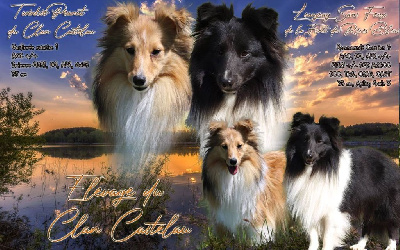 du Clan Castelau - Shetland Sheepdog - Portée née le 19/01/2025