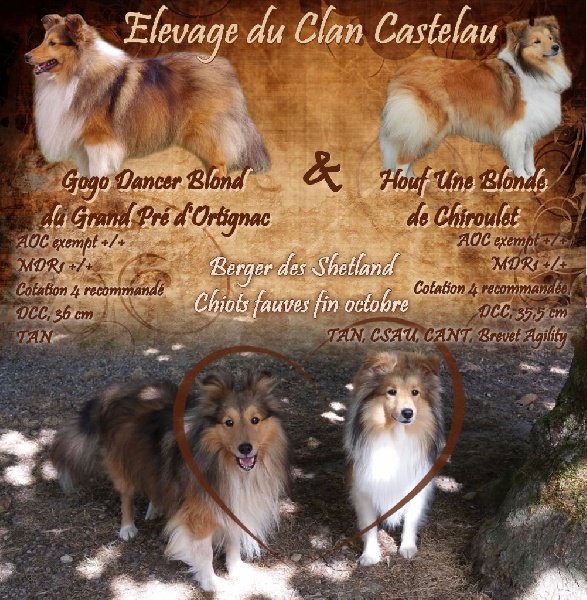 du Clan Castelau - Shetland Sheepdog - Portée née le 01/11/2016