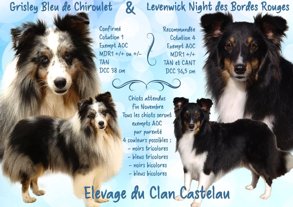 du Clan Castelau - Shetland Sheepdog - Portée née le 25/11/2017