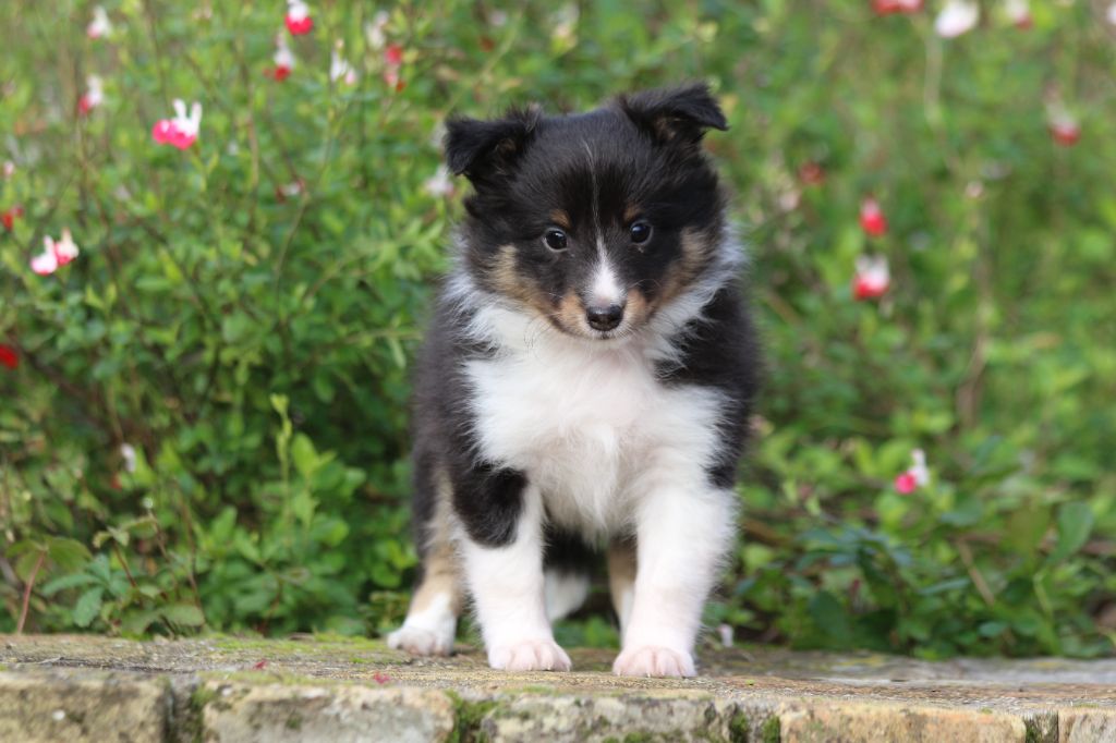 du Clan Castelau - Chiot disponible  - Shetland Sheepdog