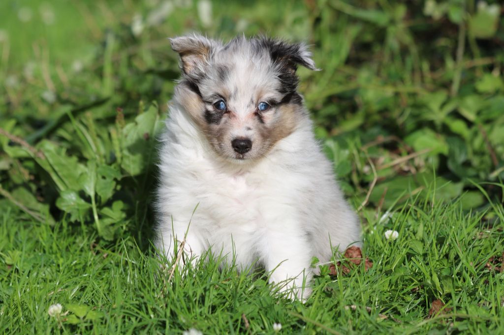 du Clan Castelau - Chiot disponible  - Shetland Sheepdog