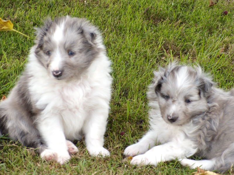 du Clan Castelau - Shetland Sheepdog - Portée née le 21/06/2009