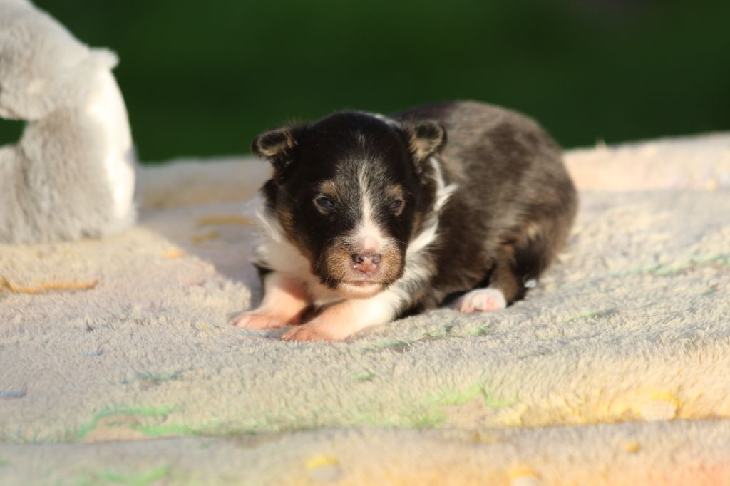 du Clan Castelau - Chiot disponible  - Shetland Sheepdog