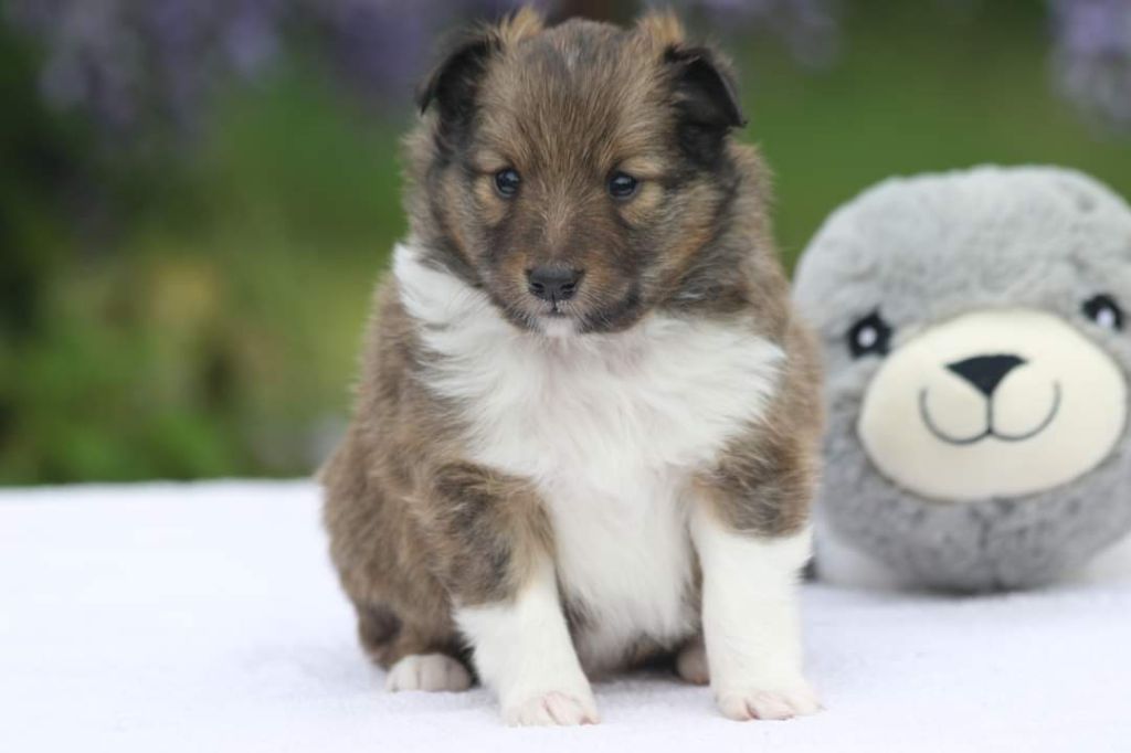 du Clan Castelau - Chiot disponible  - Shetland Sheepdog