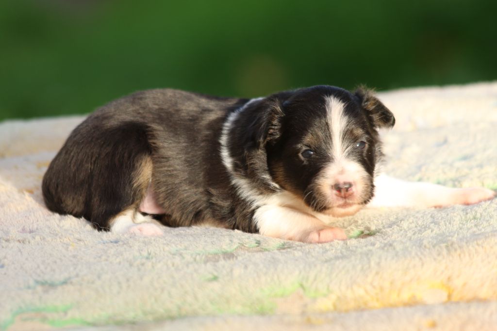 du Clan Castelau - Chiot disponible  - Shetland Sheepdog