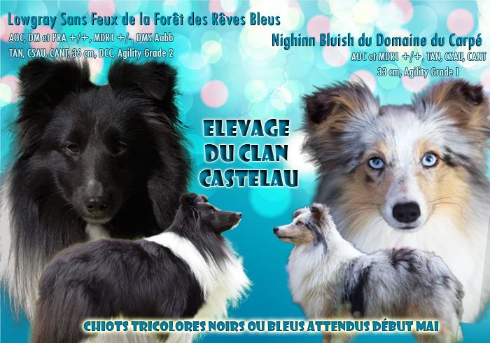 du Clan Castelau - Shetland Sheepdog - Portée née le 07/05/2020