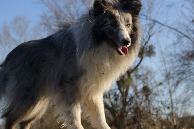 Fly d'argent du Clan Castelau