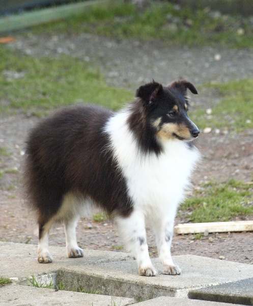 Hurry up du Clan Castelau